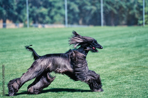 Black Afghan sprinting through green field with tongue out