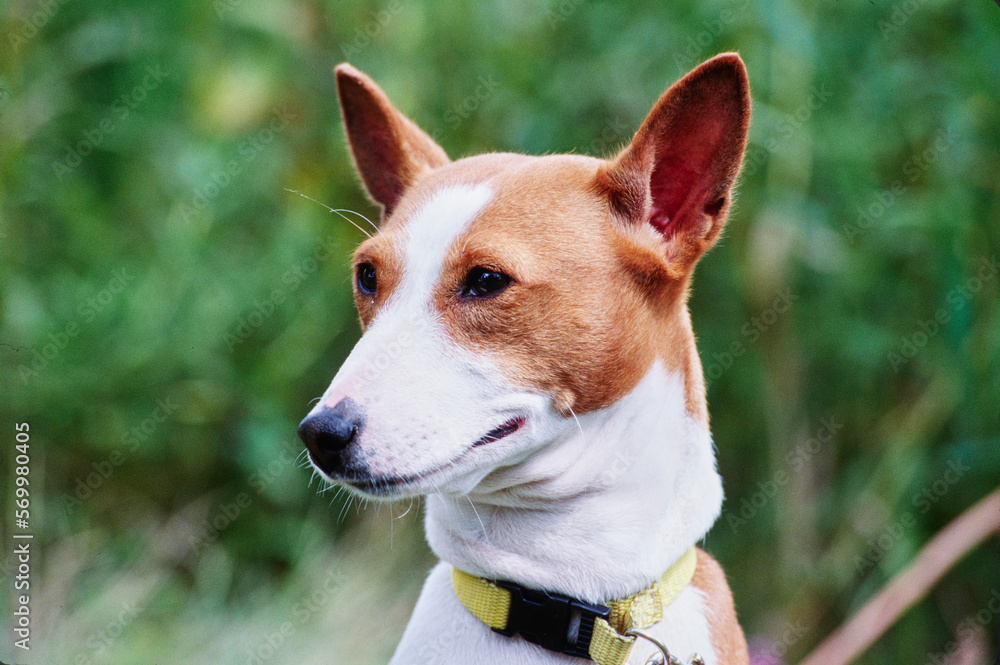 Closeup of Basenji face outside in front of bushes