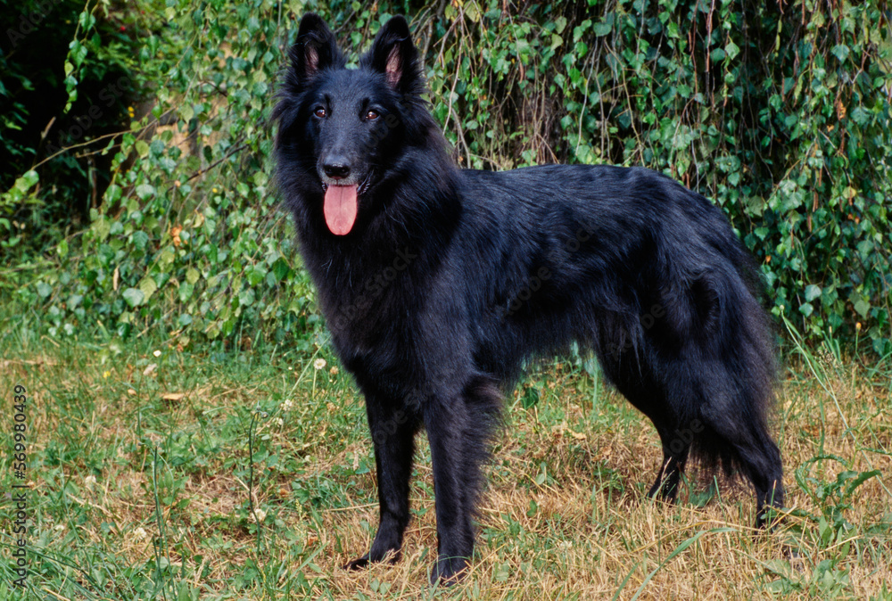 Long-haired black Belgian Shepherd outside standing in grass in front of bushes with tongue out Long-haired black Belgian Shepherd outside standing in grass in front of bushes with tongue out