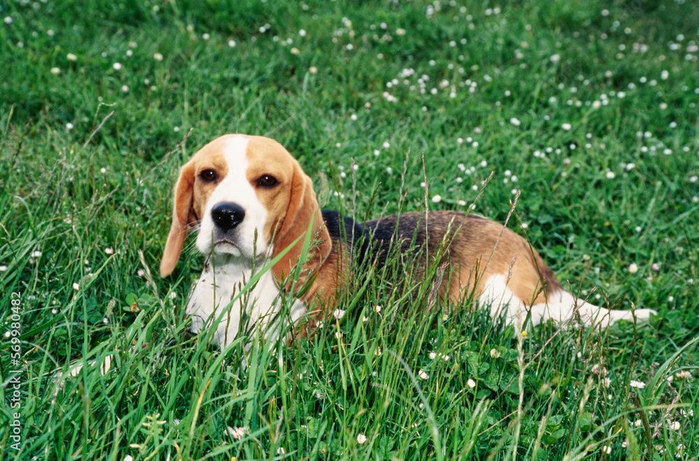 Beagle puppy laying in tall grassy field