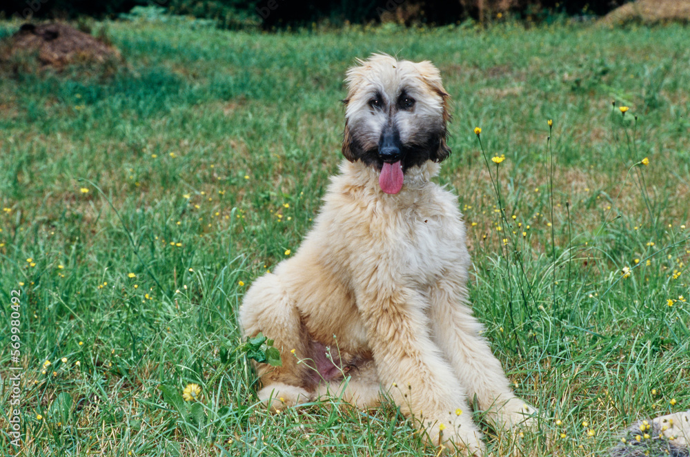 Afghan sitting in grass