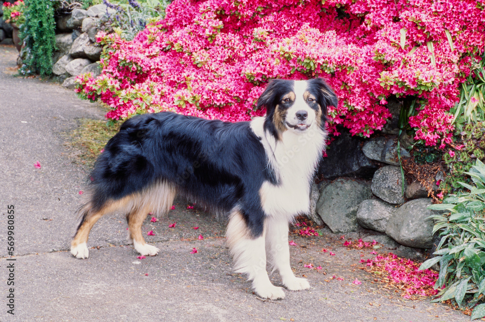 Australian Shepherd in front of stunning pink flower bush outside