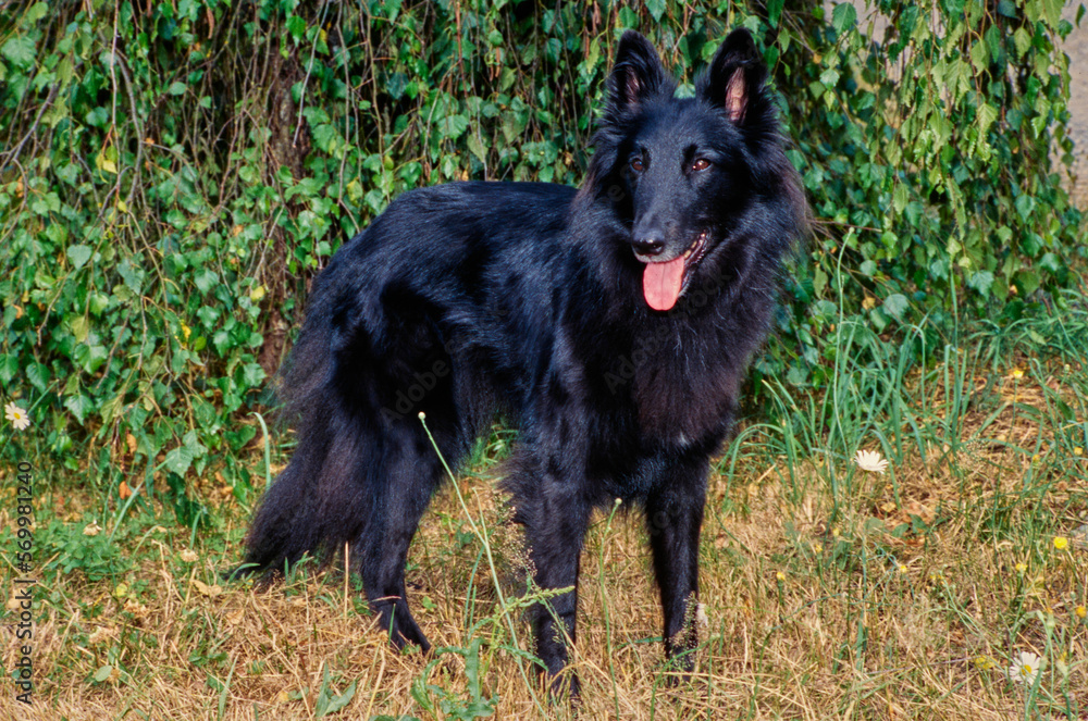 Black Belgian Shepherd outside standing in grass in front of bushes with tongue out Black Belgian Shepherd outside standing in grass in front of bushes with tongue out