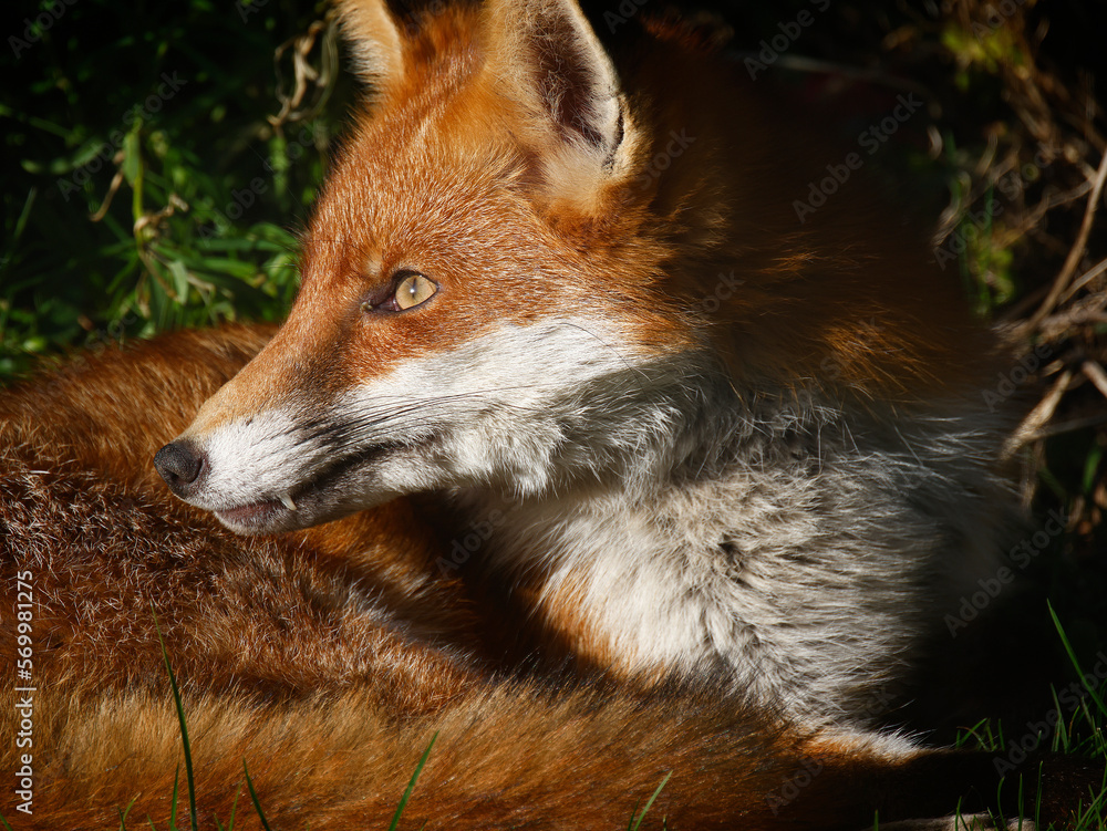 Fototapeta premium Closeup of a fox with red and white fur seen laying in grass.