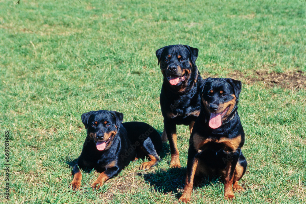 Three Rottweilers together in grass field