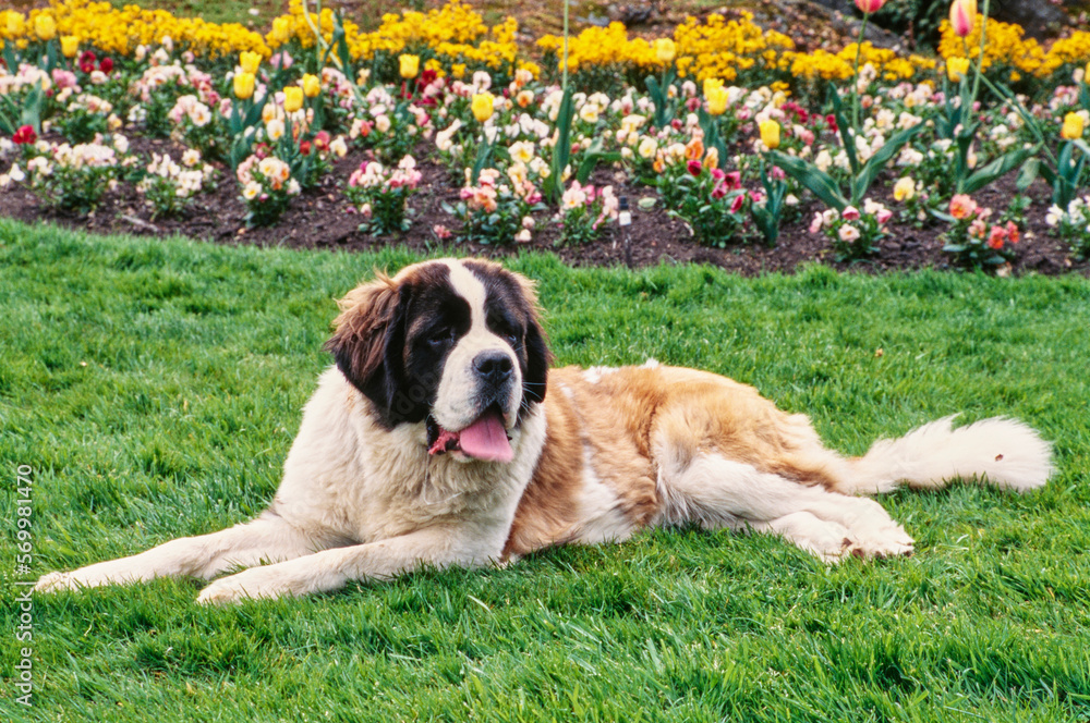 St. Bernard laying in grass in front of flower garden St. Bernard laying in grass in front of flower garden