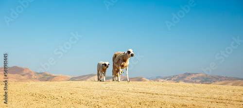 Three sheep in moroccan countryside landscape