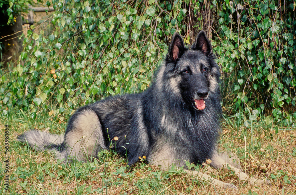 Long-haired Belgian Shepherd laying down outside in grass in front of vines Long-haired Belgian Shepherd laying down outside in grass in front of vines