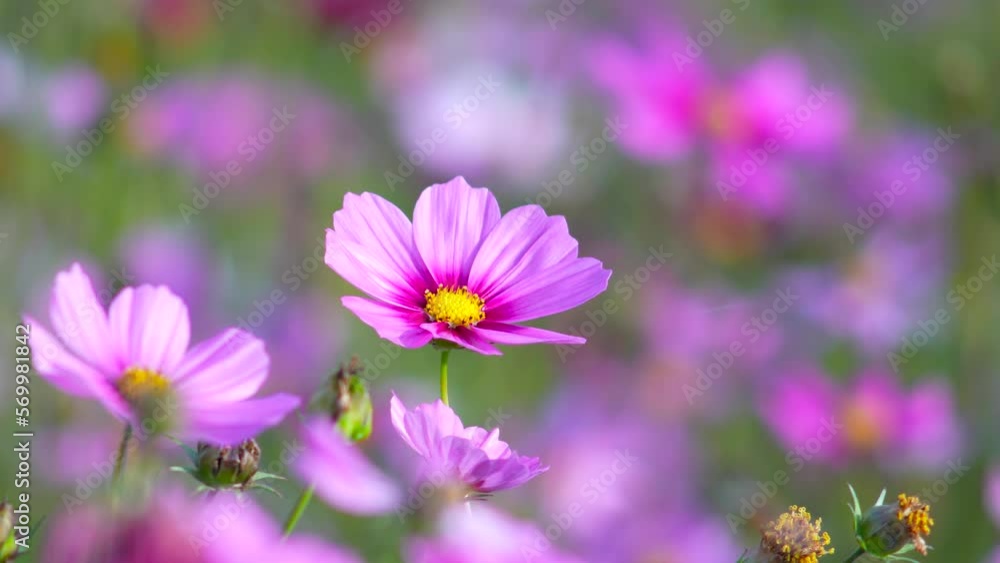 Pink flowers in the distance Recorded with high quality cameras and lenses. ProRes 422HQ Pink flowers in the distance Recorded with high quality cameras and lenses. ProRes 422HQ
