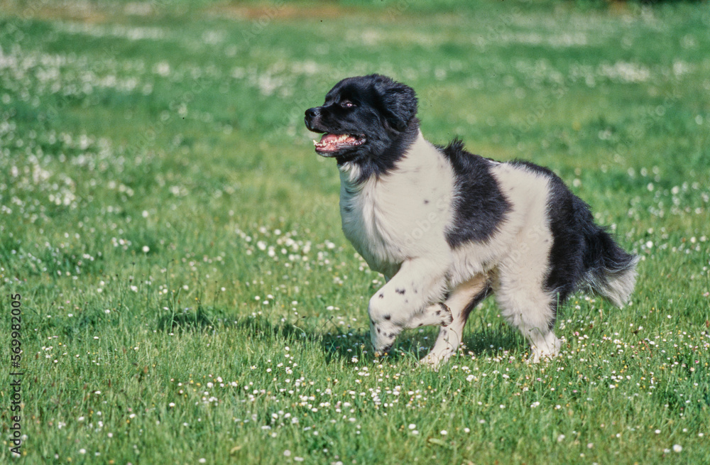 Newfoundland running through field scattered with small flowers with mouth open Newfoundland running through field scattered with small flowers with mouth open