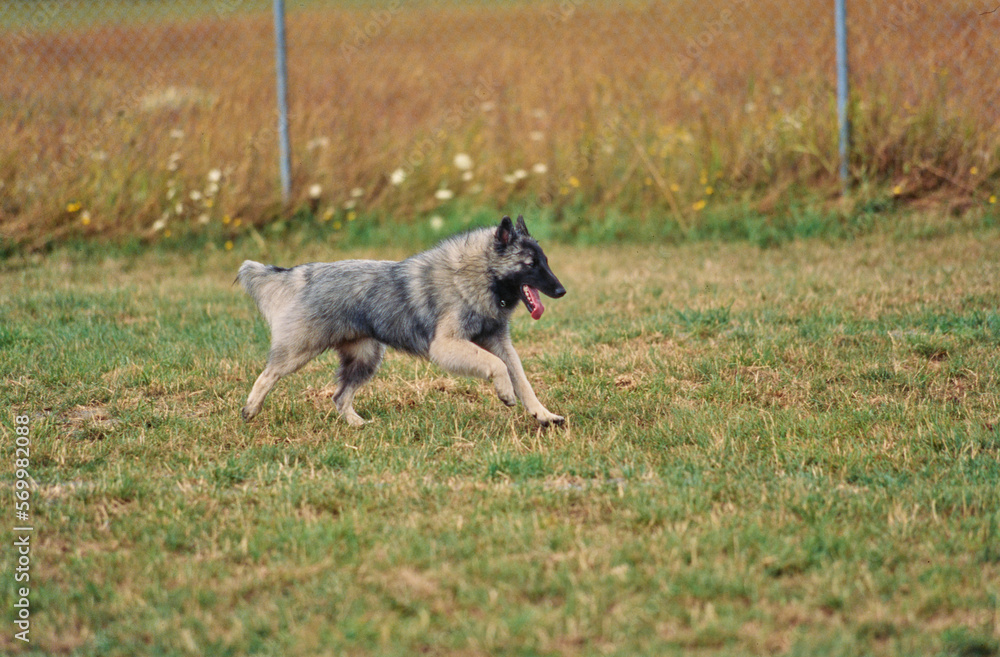 Two Belgian Shepherds running in field in park with tongue out and chain link fence soft focus in background