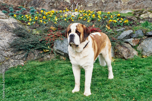St. Bernard in grass in front of rocks and flowers