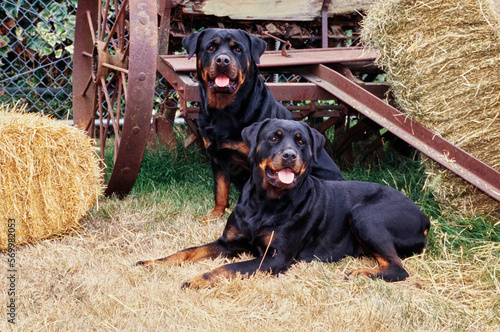 Принти на полотні Rottweilers next to hay bales