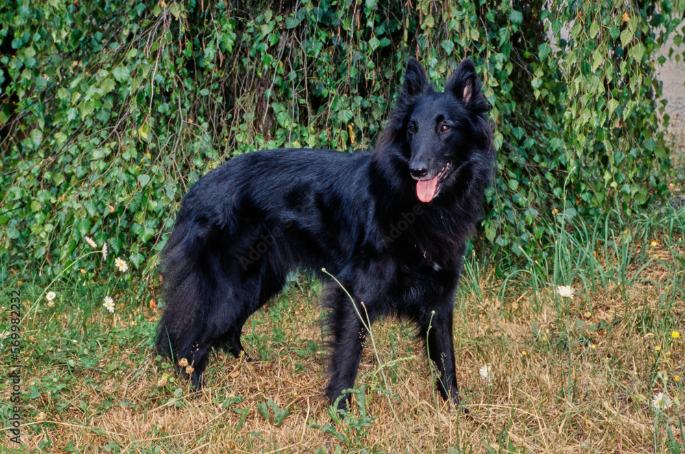 Black Belgian Shepherd outside standing in grass in front of bushes Black Belgian Shepherd outside standing in grass in front of bushes