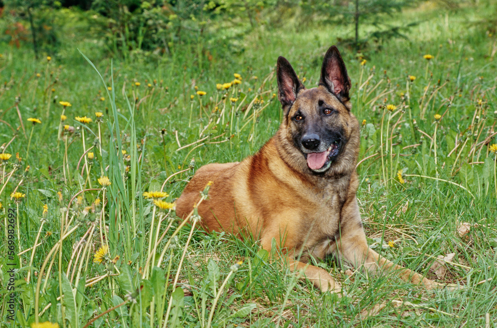 Belgian Shepherd laying down in field of yellow dandelion flowers