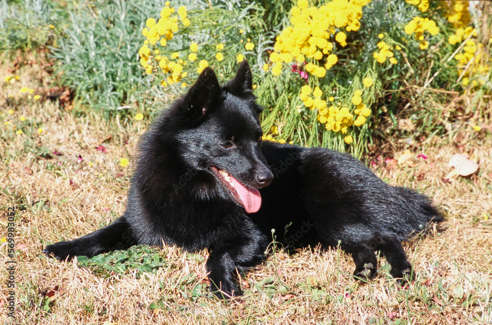 Schipperke laying in a bush Schipperke laying in a bush