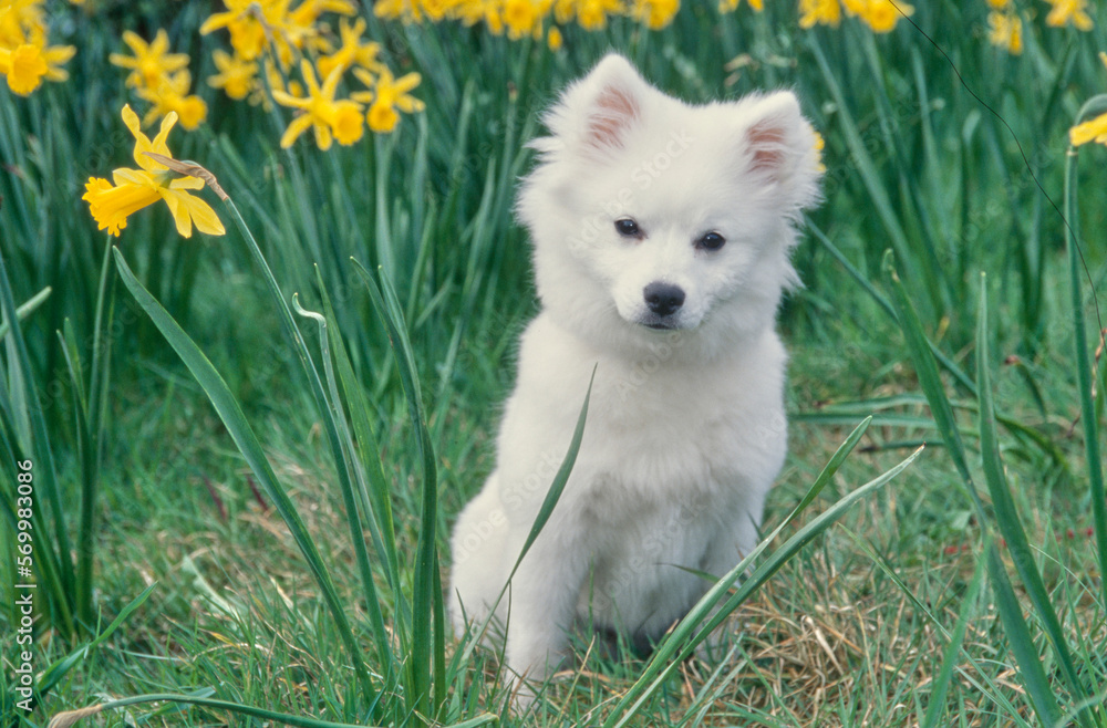 Cute American Eskimo puppy sitting near tall yellow flowers outside in field Cute American Eskimo puppy sitting near tall yellow flowers outside in field