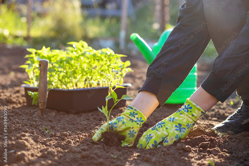 Fototapeta premium Female farmer hands planting to soil seedling in the vegetable garden