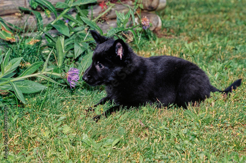 Black Belgian Shepherd puppy outside sitting near leaves of bushes and wooden retaining wall sniffing purple flower