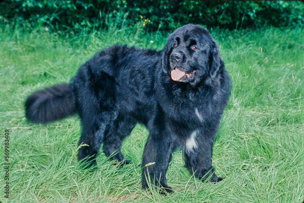 Newfoundland standing outside in grassy field in front of bushes with tongue out