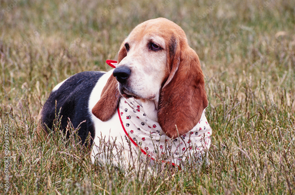 Basset Hound with handkerchief around neck in grass outside looking to side Basset Hound with handkerchief around neck in grass outside looking to side
