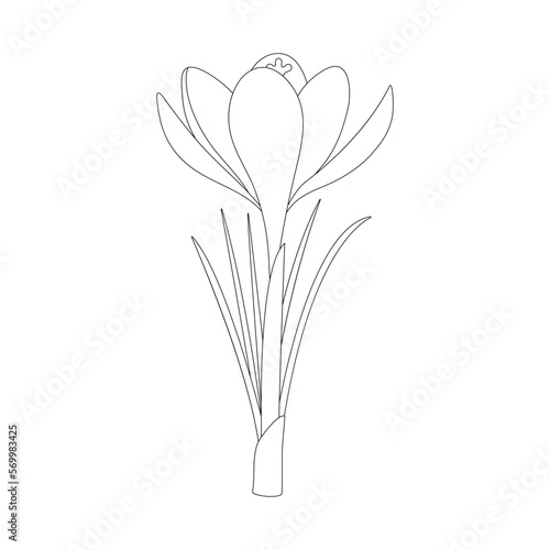 Crocus  spring flower. Outline drawing. Coloring page.