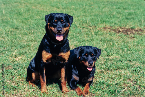 Rottweilers together in grass field