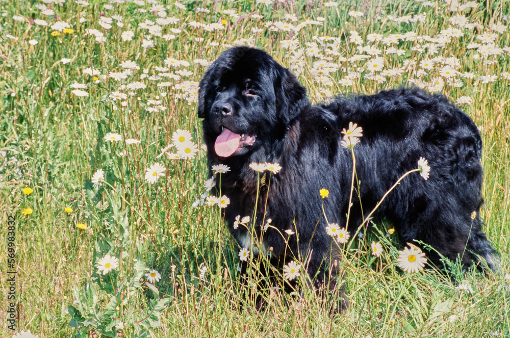Newfoundland standing behind white flowers in field of tall grass with tongue out Newfoundland standing behind white flowers in field of tall grass with tongue out