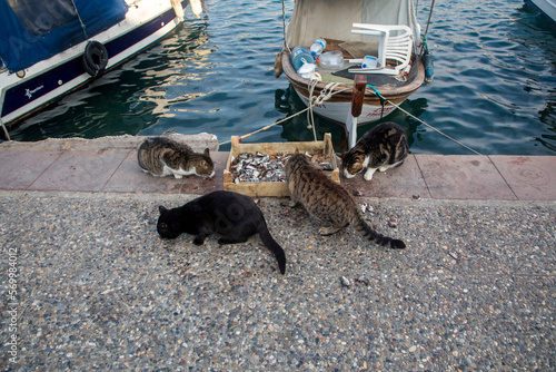Foto Foca - Izmir - Turkey, January 28, 2023, Cats eating fish in front of boats in t