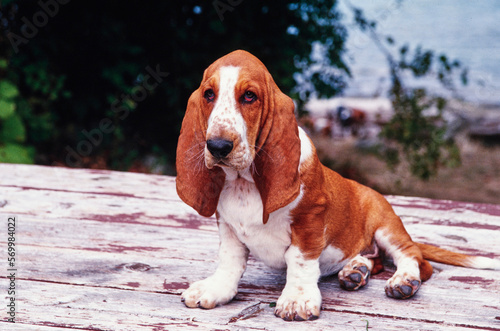 Basset Hound sitting on wooden surface outside near water