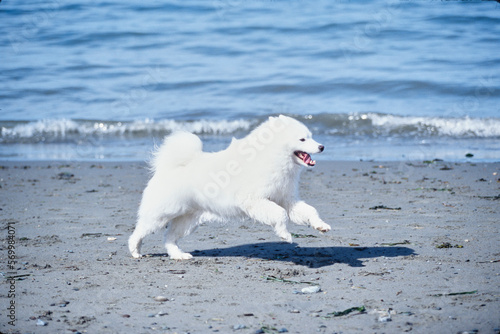Samoyed running on the beach by the ocean waves © SuperStock