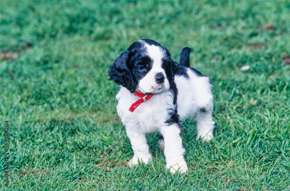 American Cocker Spaniel puppy standing outside in grass