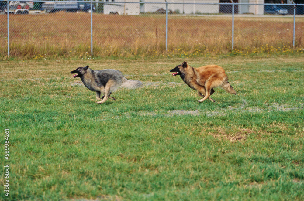 Obraz premium Two Belgian Shepherds racing in field in park near chain link fence