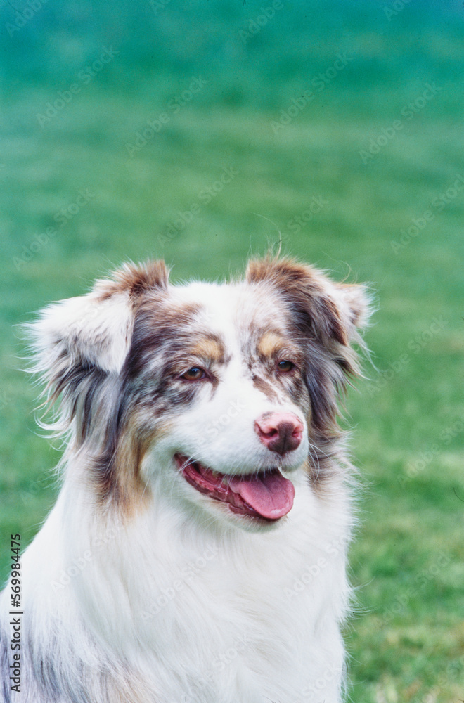 Closeup of white and brown Australian Shepherd face smiling outside