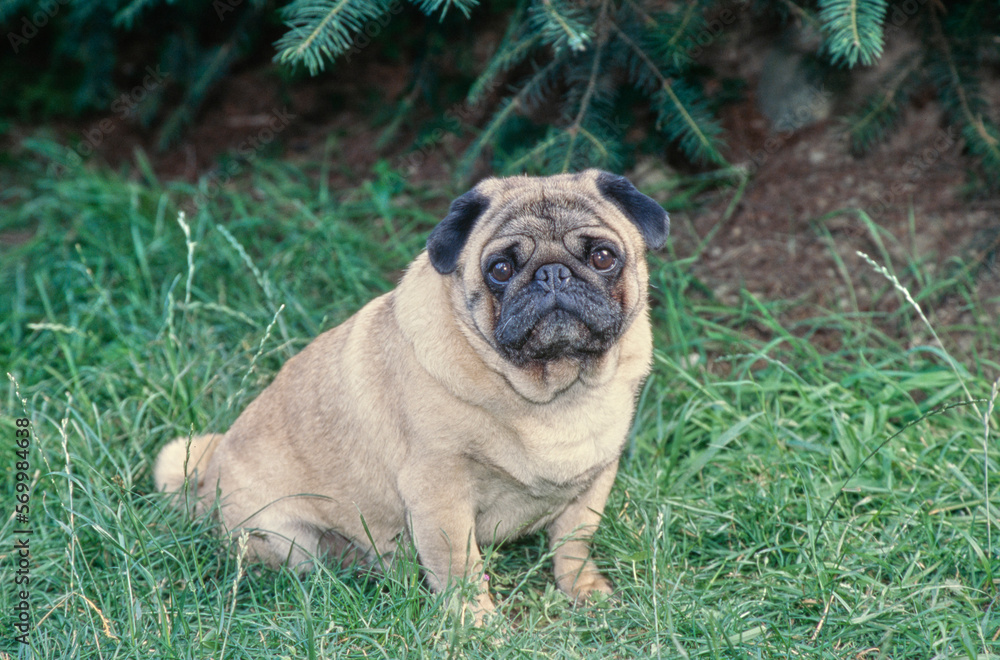 Chunky Pug sitting outside in grass near pine trees