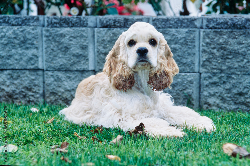 American Cocker Spaniel laying in grass outside in front of concrete brick wall