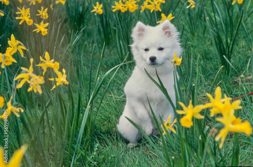 American Eskimo puppy sitting amongst tall yellow flowers outside in field