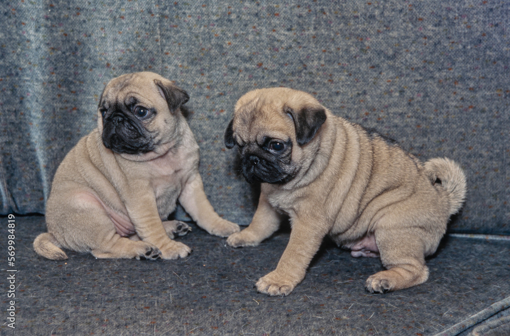 Obraz premium Two pug puppies sitting on grey couch