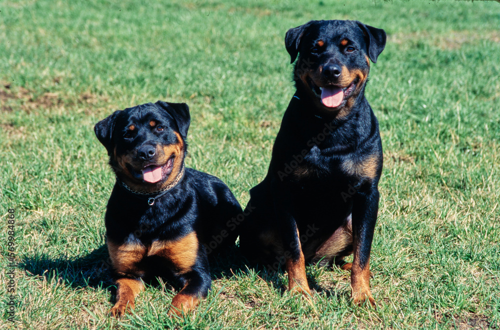 Obraz premium Rottweilers together in a field
