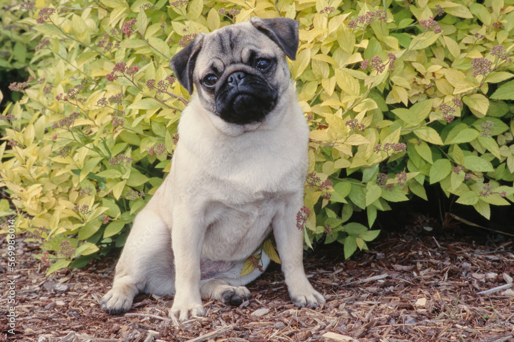 Pug sitting in mulch in front of bushes outside head tilted to the left