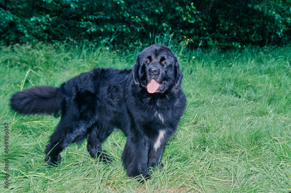 Newfoundland standing in long grass in field in front of bushes with tongue out