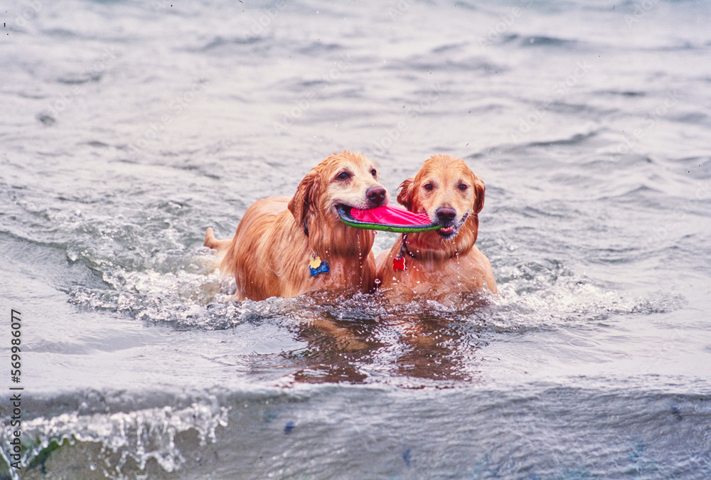 Two golden retrievers outside in water at beach with toy in both mouths