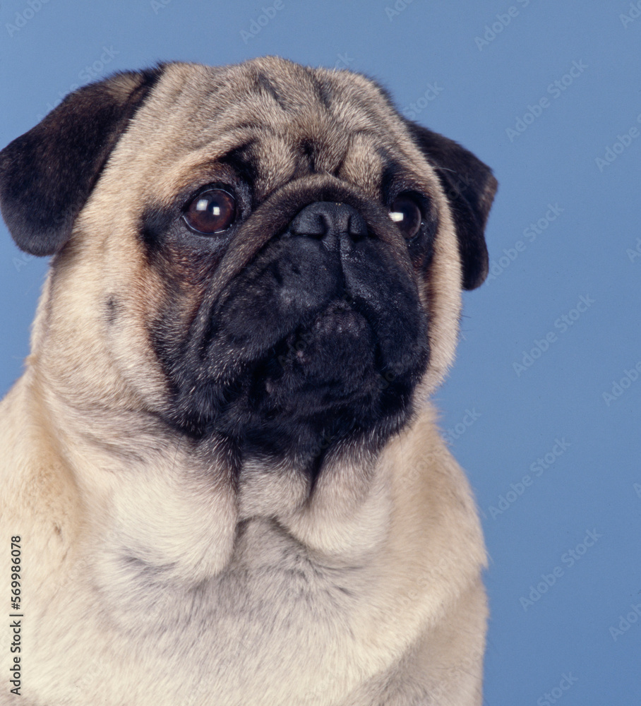 Pug face on blue background looking up to side