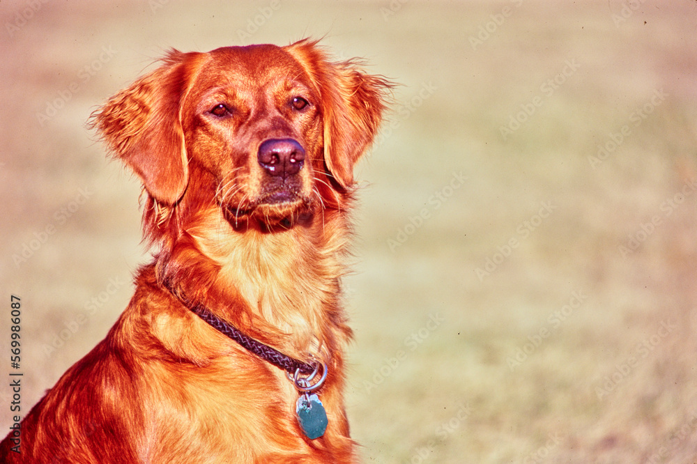 Obraz premium Closeup of Golden Retriever face outside