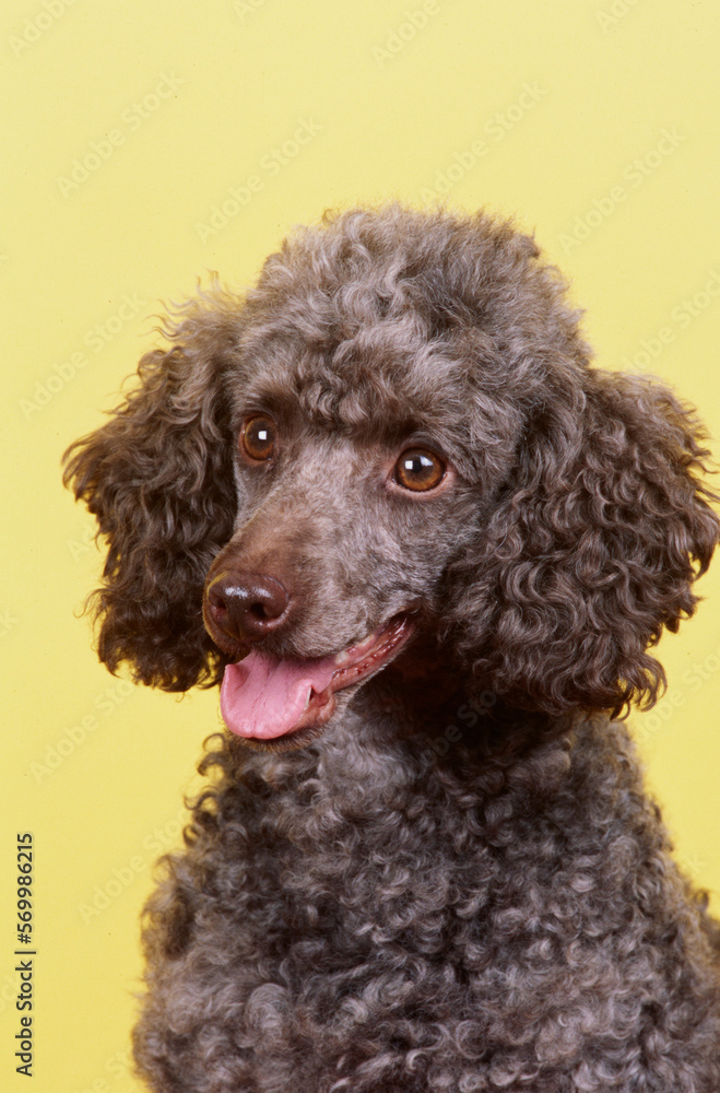Portrait of Mini Poodle on a yellow backdrop with tongue out