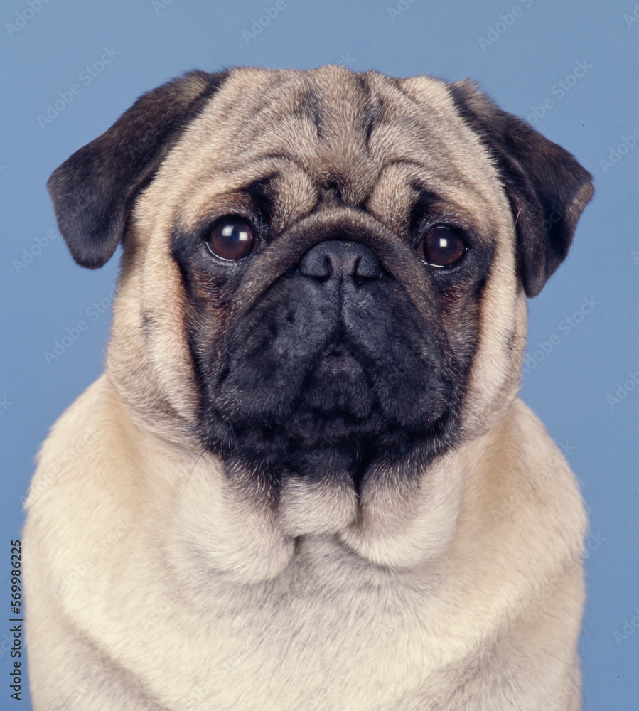 Pug face in front of blue background