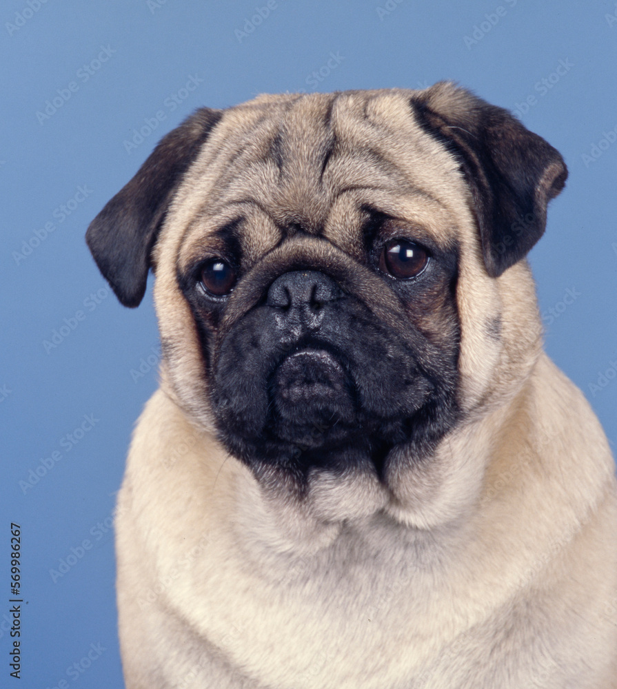 Portrait of Pug face on blue background