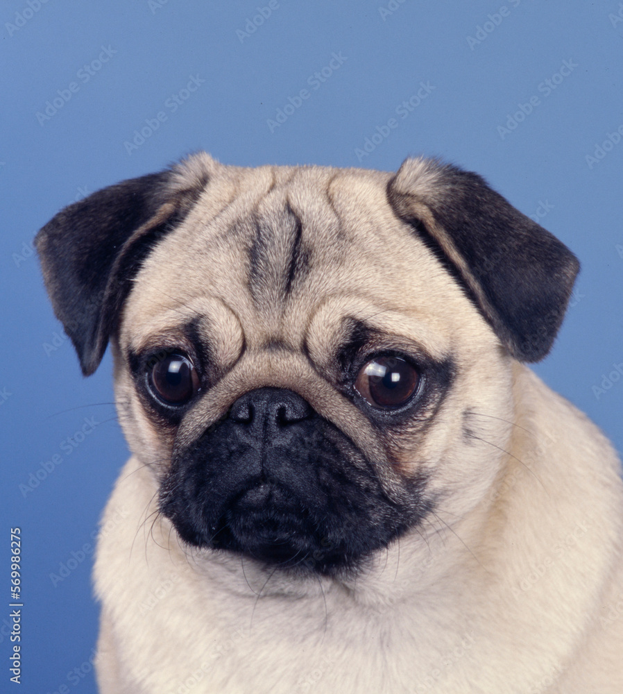 Pug face on blue background