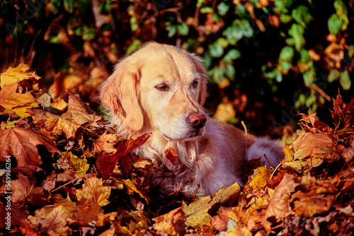 Golden retriever sitting in pile of autumn leaves outside