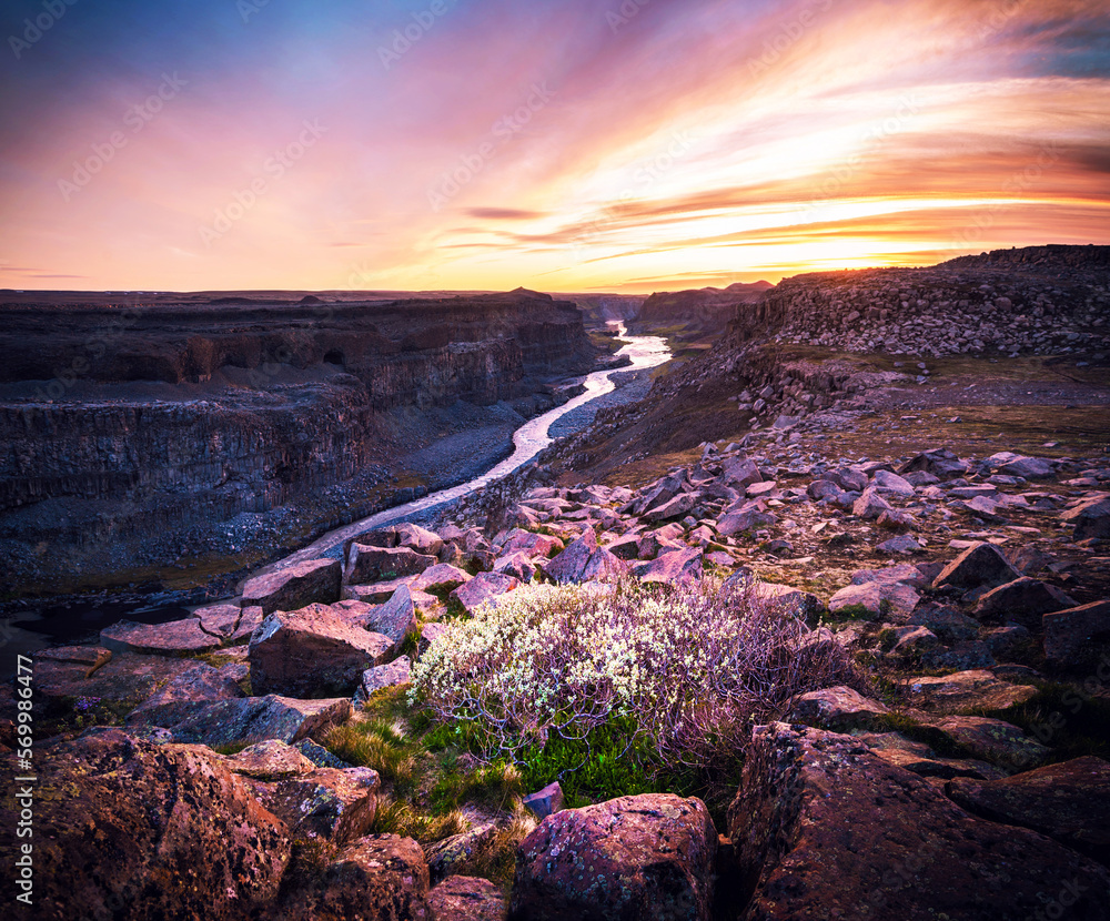 A flowering bush between stones and river Jökulsa a Fjöllum in the canyon in Vatnajökull National Park (Jökulsargljafur) near waterfall Dettifoss at sunset. Amazing places.
